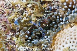 Peterson's shrimp, Grand Cayman by Patrick Reardon 